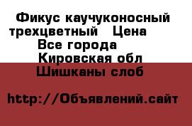 Фикус каучуконосный трехцветный › Цена ­ 500 - Все города  »    . Кировская обл.,Шишканы слоб.